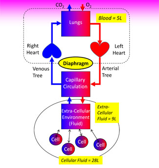 Circulatory Physiology - A Functional Model